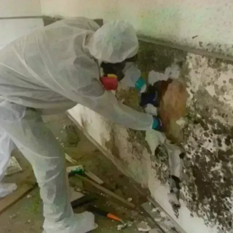 Mold Remediation and Removal in Weimar, TX